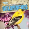 A_bird_watcher_s_guide_to_goldfinches