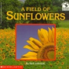 A_field_of_sunflowers