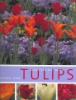 Gardening_with_tulips